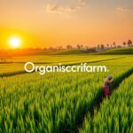 Organic Rice Farming